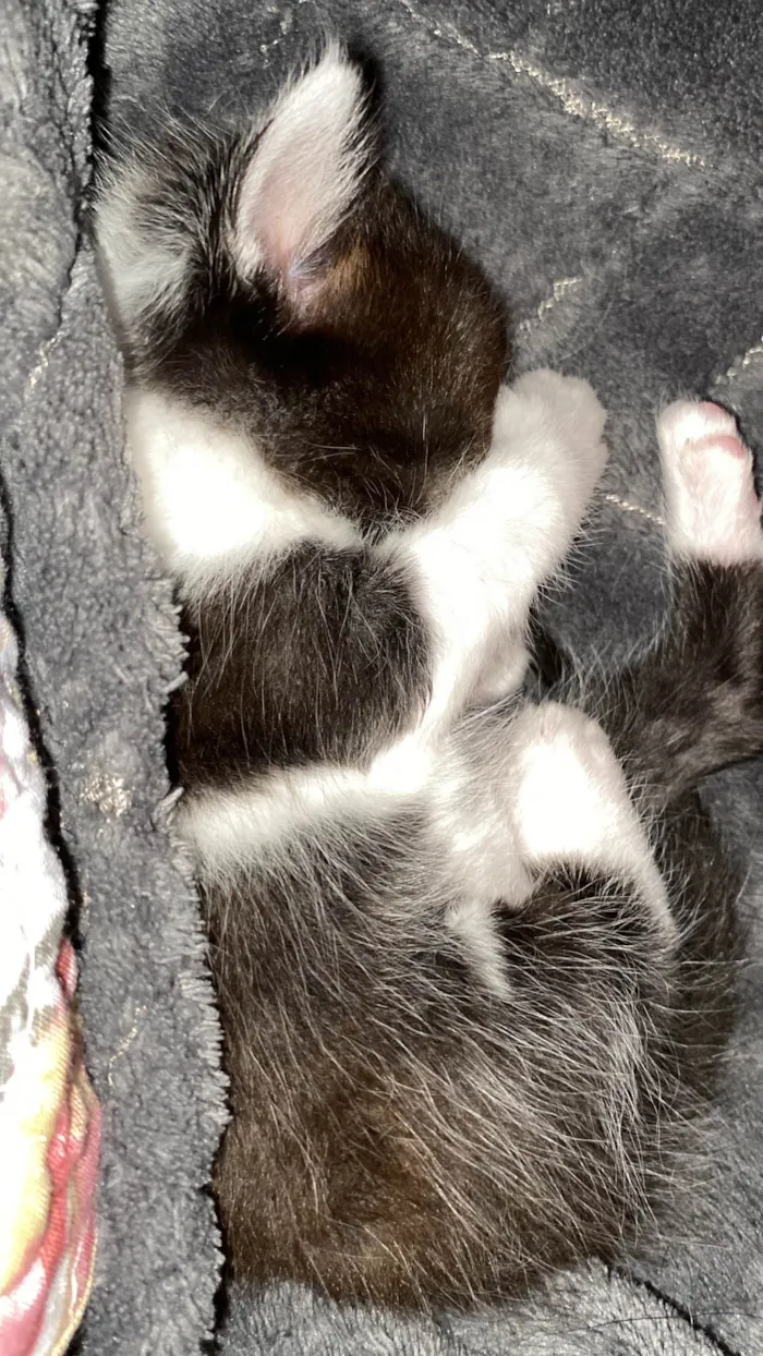 Gato raça SRD-ViraLata idade Abaixo de 2 meses nome Gato