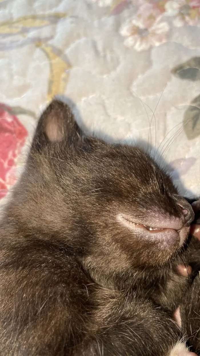 Gato raça SRD-ViraLata idade Abaixo de 2 meses nome Gato