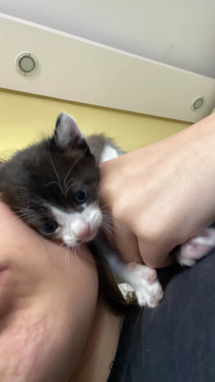 Gato raça SRD-ViraLata idade Abaixo de 2 meses nome Gato