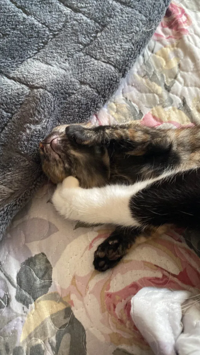 Gato raça SRD-ViraLata idade Abaixo de 2 meses nome Gato