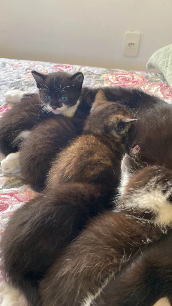 Gato raça SRD-ViraLata idade Abaixo de 2 meses nome Gato