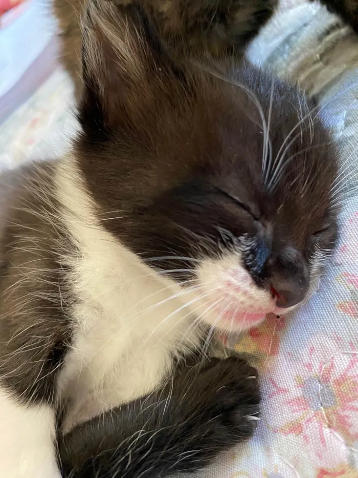 Gato raça SRD-ViraLata idade Abaixo de 2 meses nome Gato