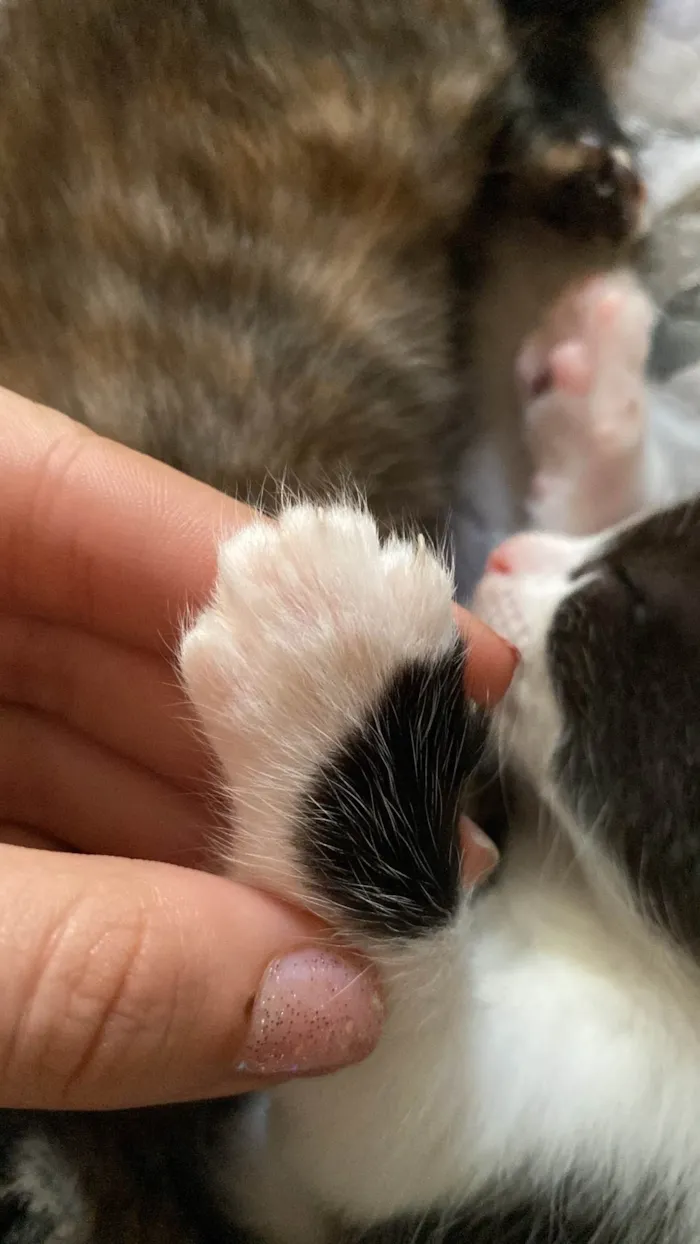 Gato raça SRD-ViraLata idade Abaixo de 2 meses nome Gato