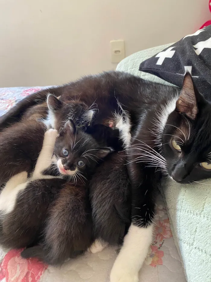 Gato raça SRD-ViraLata idade Abaixo de 2 meses nome Gato