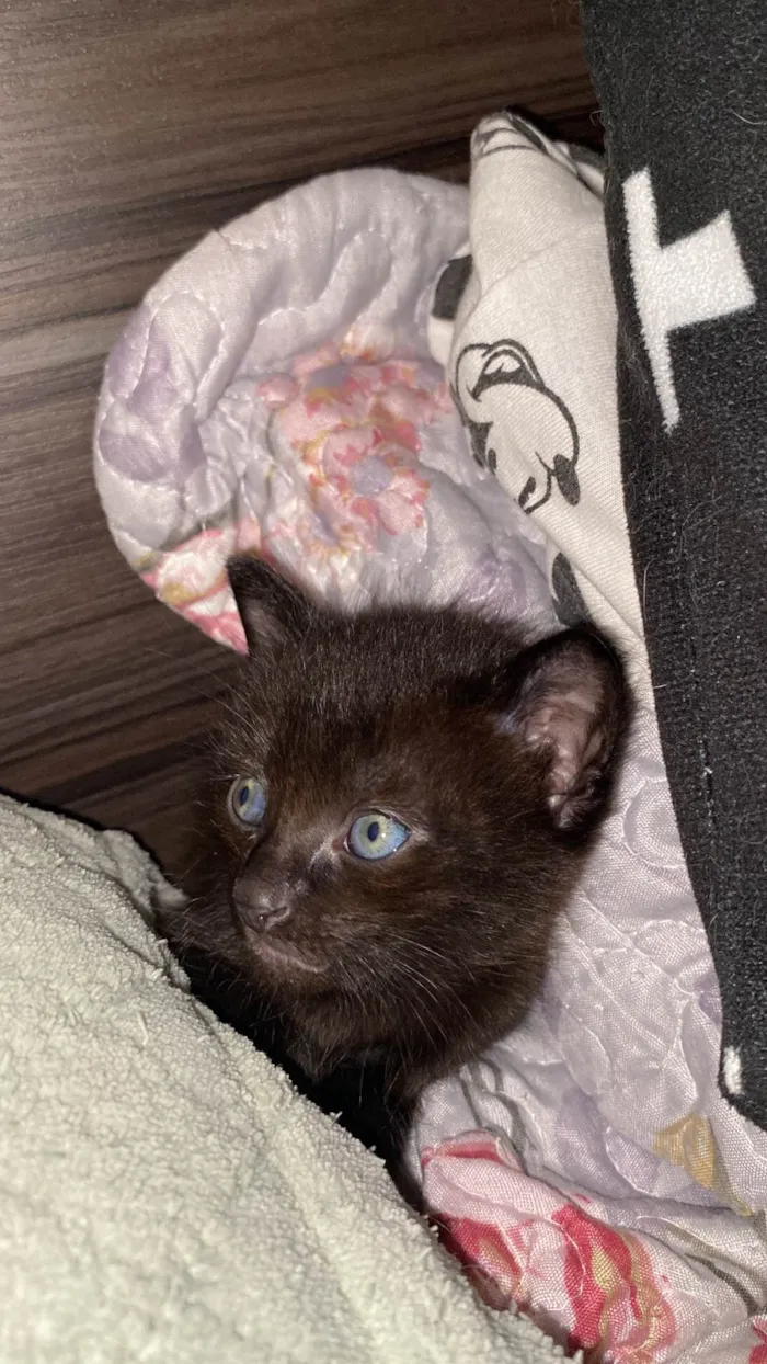 Gato raça SRD-ViraLata idade Abaixo de 2 meses nome Gato