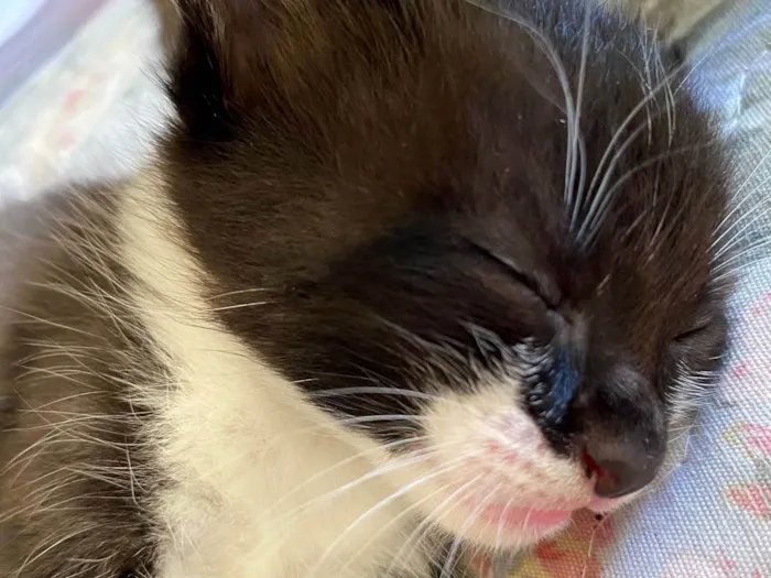 Gato raça SRD-ViraLata idade Abaixo de 2 meses nome Gato