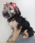 RED PUPPY
