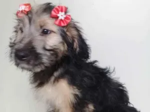 Cachorro raça SRD-ViraLata idade 2 a 6 meses nome RED PUPPY