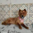 Lua