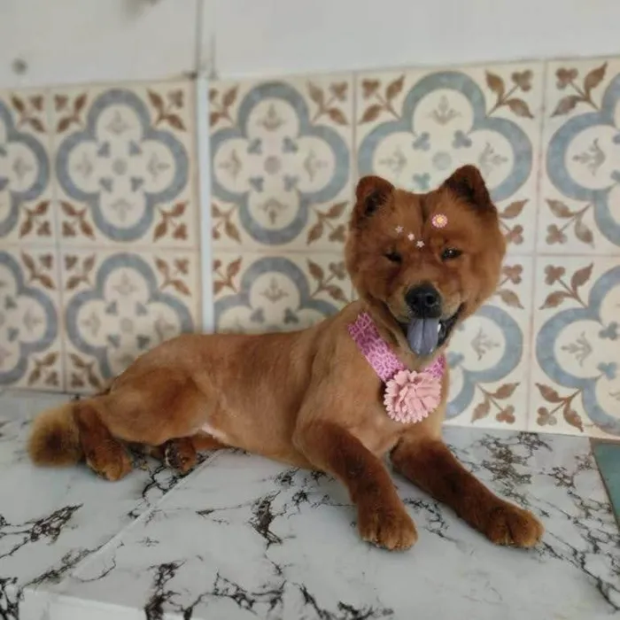 Cachorro ra a Chow Chow idade 2 anos nome Lua