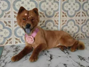 Cachorro raça Chow Chow idade 2 anos nome Lua