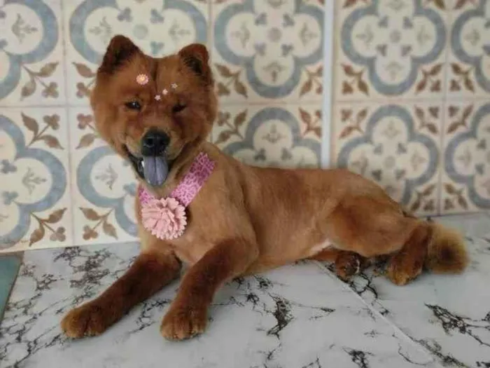 Cachorro ra a Chow Chow idade 2 anos nome Lua