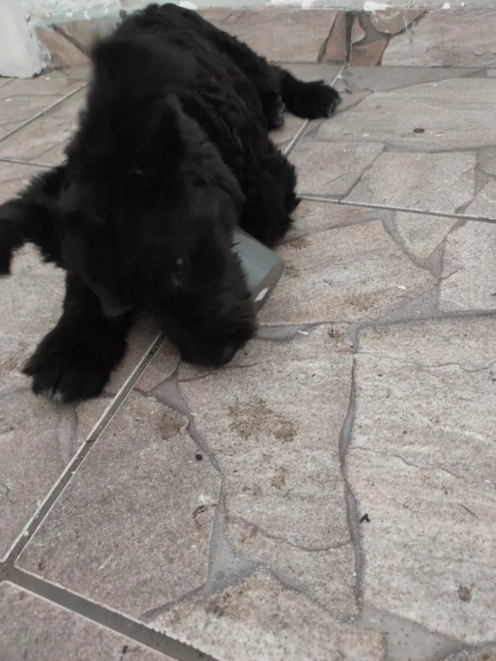 Cachorro ra a Srd idade 2 a 6 meses nome Não tem