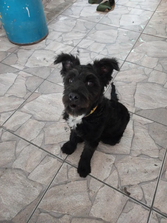 Cachorro ra a Srd idade 2 a 6 meses nome Não tem