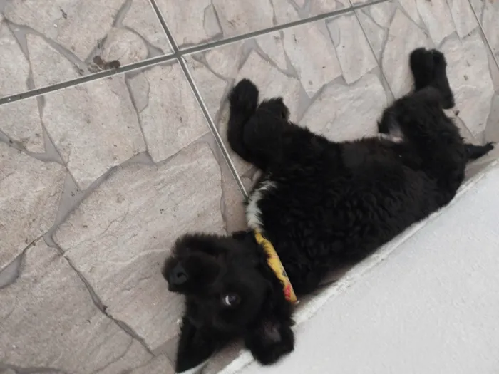 Cachorro ra a Srd idade 2 a 6 meses nome Não tem