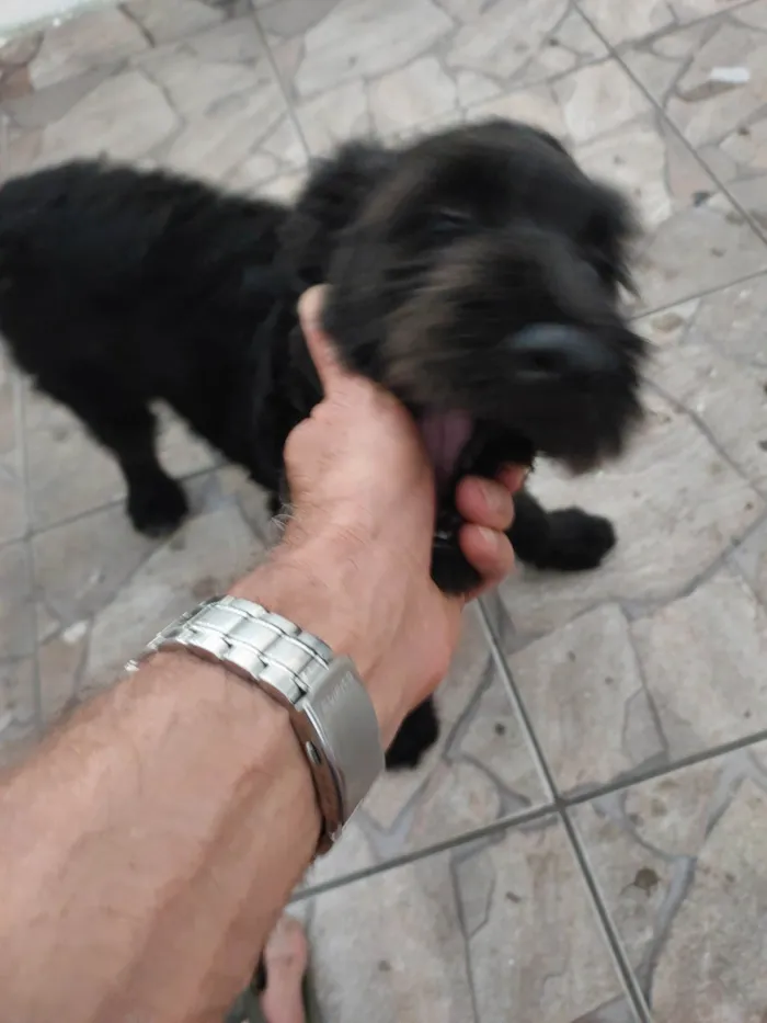 Cachorro ra a Srd idade 2 a 6 meses nome Não tem