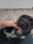 Não tem