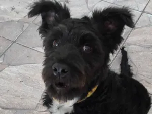 Cachorro raça Srd idade 2 a 6 meses nome Não tem