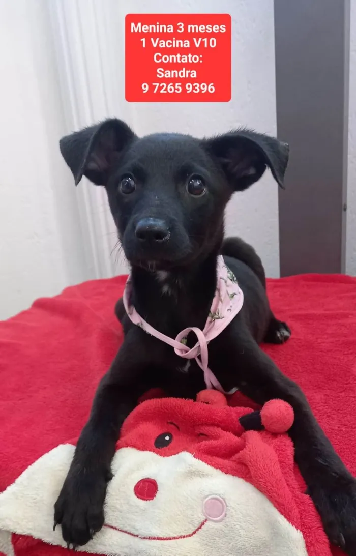 Cachorro ra a SRD idade 2 a 6 meses nome Graciosa