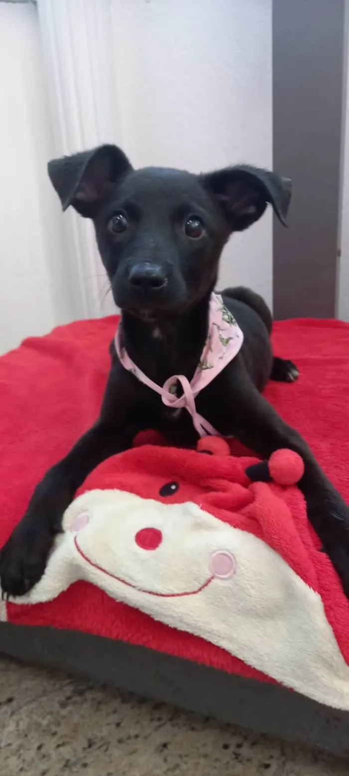 Cachorro ra a SRD idade 2 a 6 meses nome Graciosa