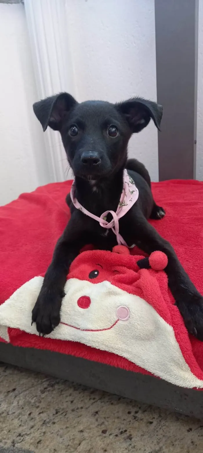 Cachorro ra a SRD idade 2 a 6 meses nome Graciosa