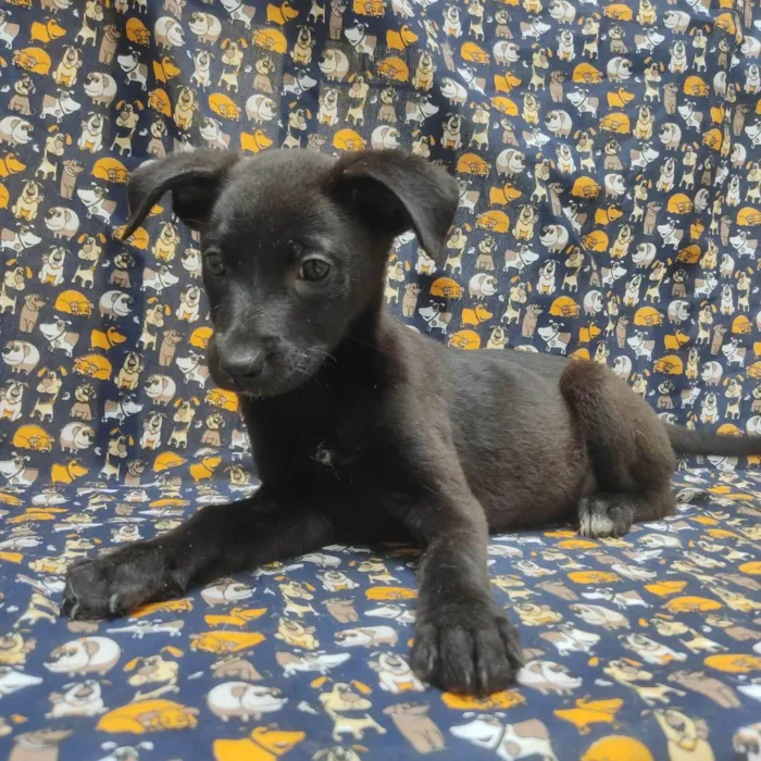 Cachorro ra a SRD idade 2 a 6 meses nome Graciosa