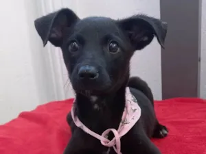 Cachorro raça SRD idade 2 a 6 meses nome Graciosa