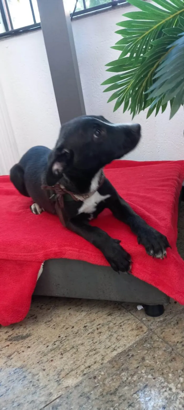 Cachorro ra a SRD idade 2 a 6 meses nome Bidú