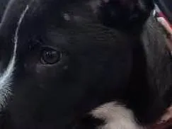 Cachorro ra a SRD idade 2 a 6 meses nome Bidú