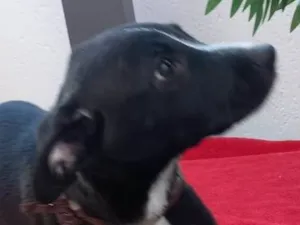 Cachorro raça SRD idade 2 a 6 meses nome Bidú