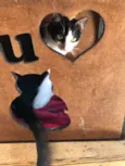 Susi