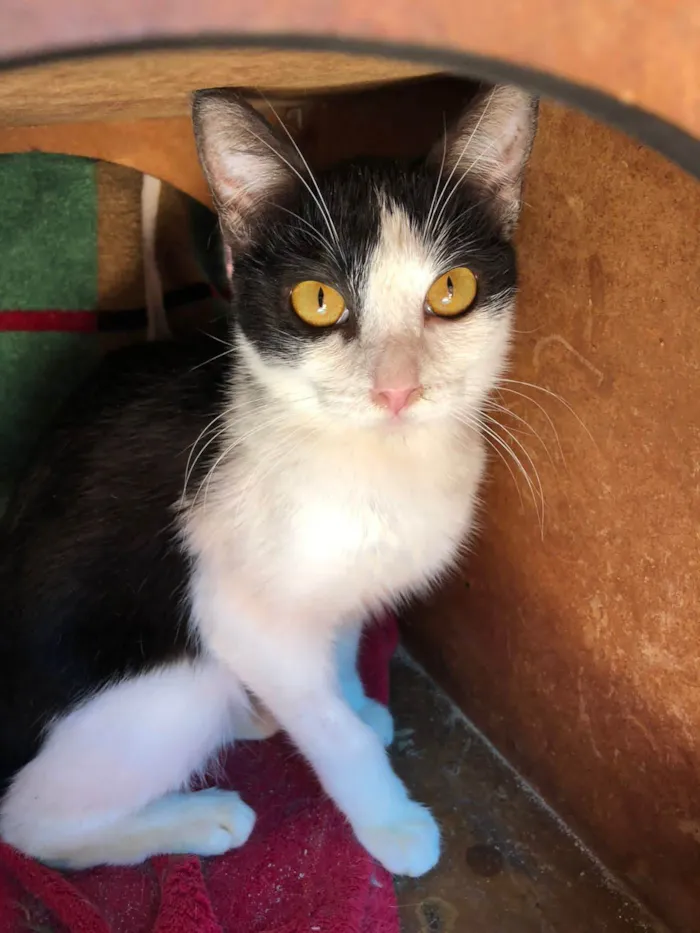 Gato ra a SRD-frajolinha idade 1 ano nome Susi