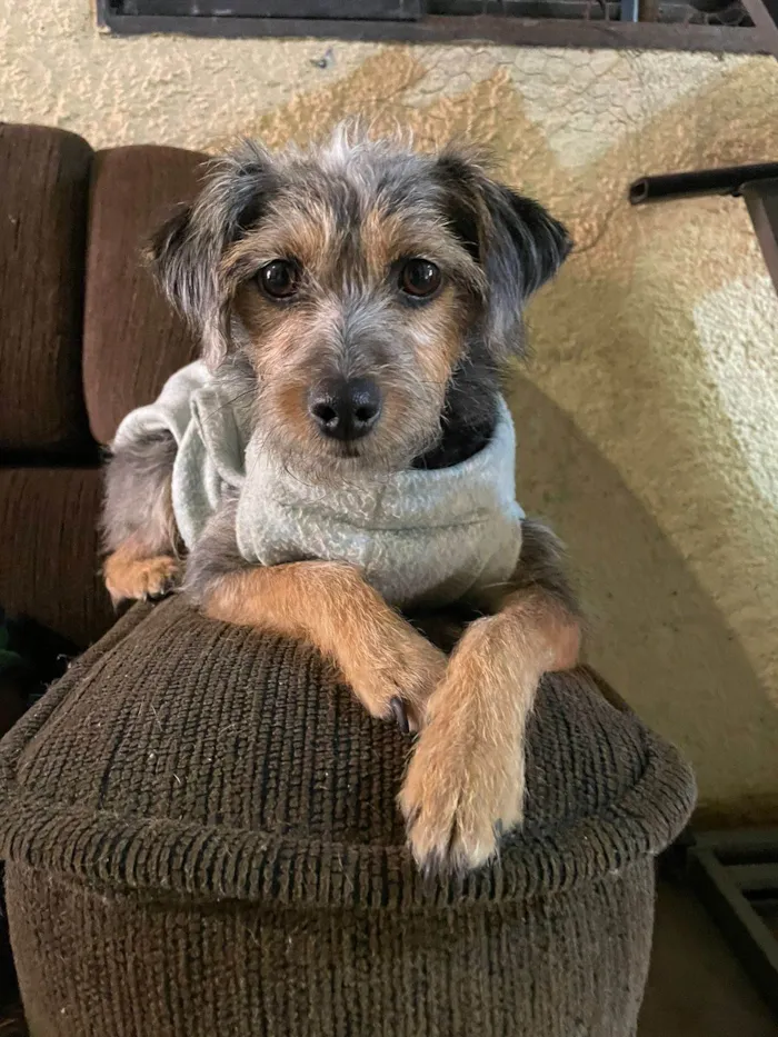 Cachorro ra a SRD-de-raça idade 2 anos nome Tuquinha