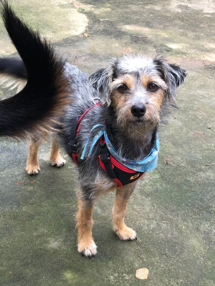 Cachorro ra a SRD-de-raça idade 2 anos nome Tuquinha