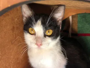 Gato raça SRD-frajolinha idade 1 ano nome Susi