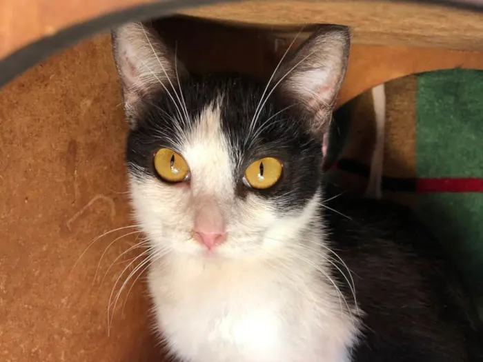 Gato ra a SRD-frajolinha idade 1 ano nome Susi