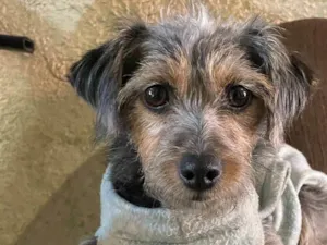Cachorro raça SRD-de-raça idade 2 anos nome Tuquinha