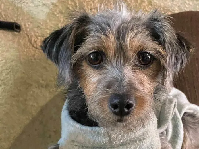 Cachorro ra a SRD-de-raça idade 2 anos nome Tuquinha