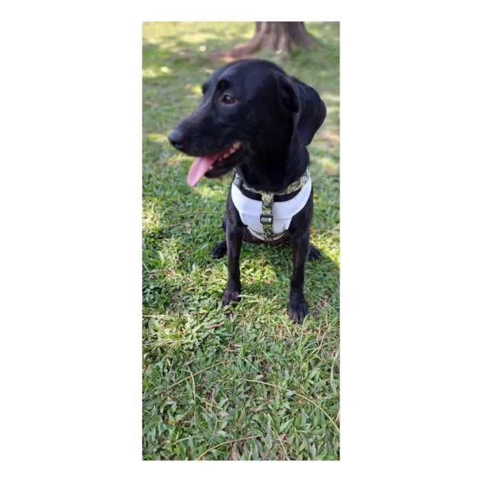 Cachorro ra a SRD-ViraLata idade 7 a 11 meses nome Juju