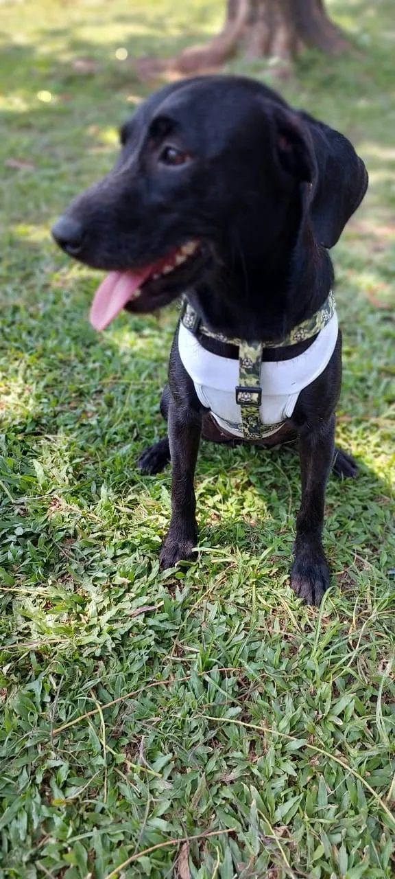 Cachorro ra a SRD-ViraLata idade 7 a 11 meses nome Juju
