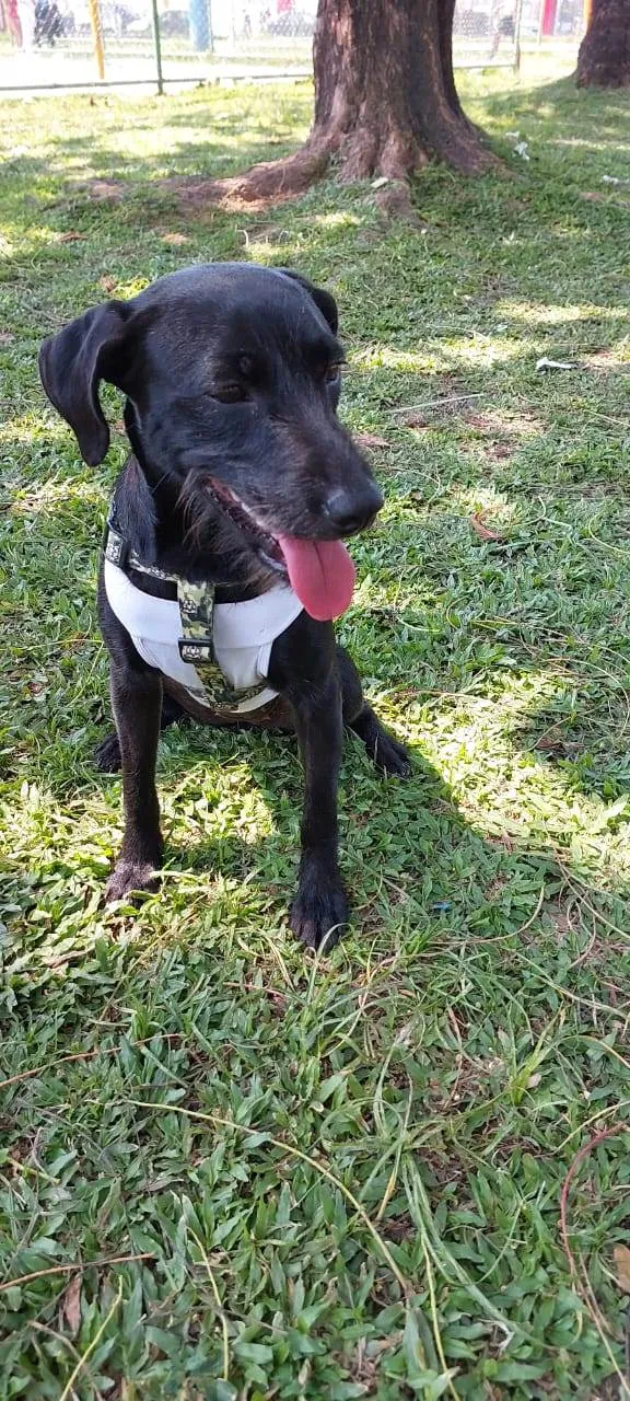 Cachorro ra a SRD-ViraLata idade 7 a 11 meses nome Juju