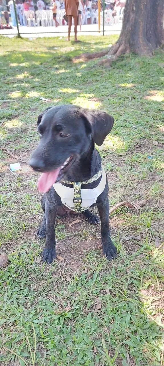 Cachorro ra a SRD-ViraLata idade 7 a 11 meses nome Juju