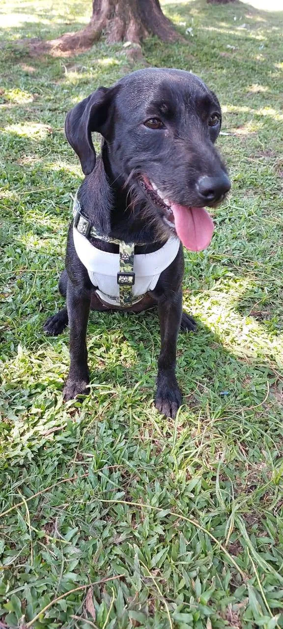 Cachorro ra a SRD-ViraLata idade 7 a 11 meses nome Juju