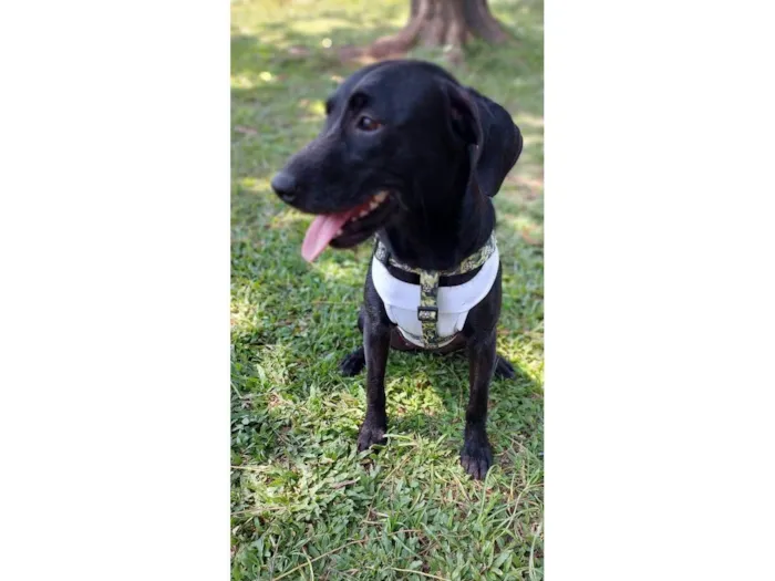 Cachorro ra a SRD-ViraLata idade 7 a 11 meses nome Juju