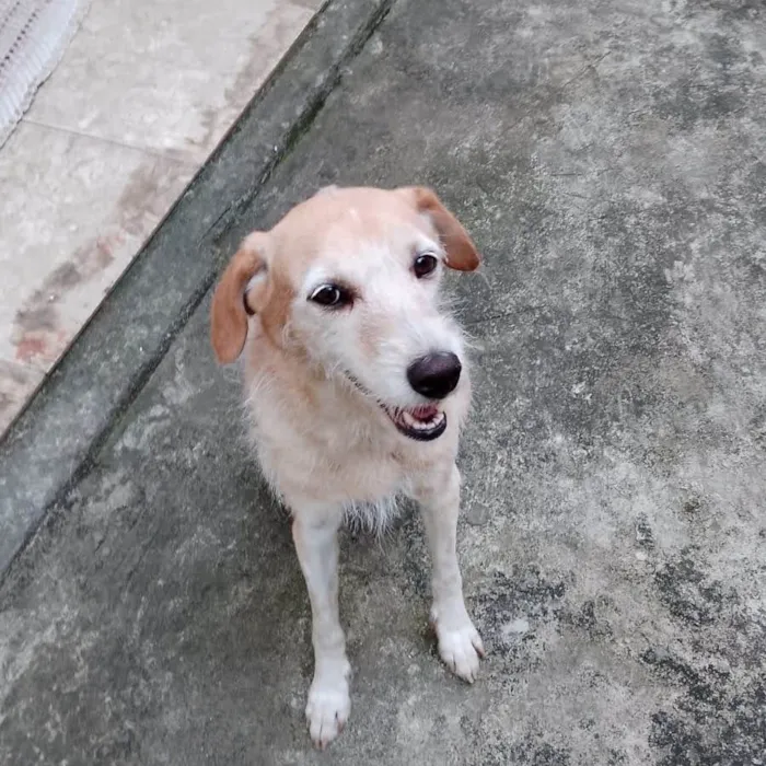 Cachorro ra a SRD-ViraLata idade 4 anos nome Belinha