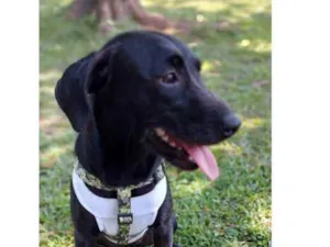 Cachorro raça SRD-ViraLata idade 7 a 11 meses nome Juju
