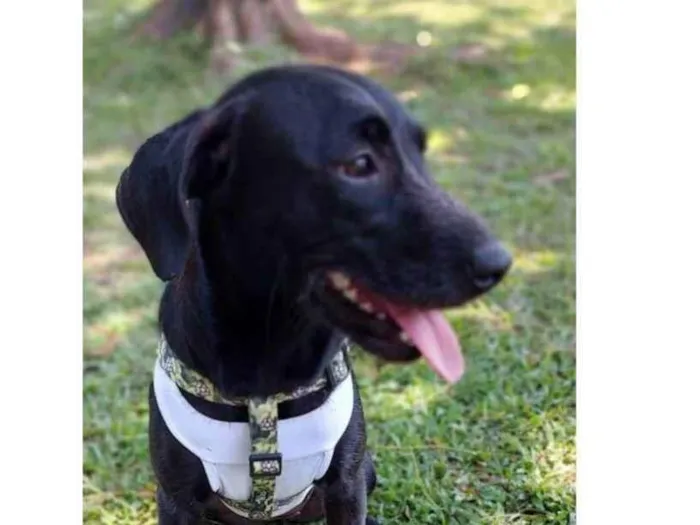 Cachorro ra a SRD-ViraLata idade 7 a 11 meses nome Juju