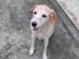 Belinha