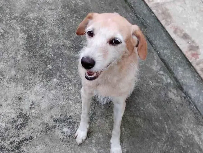 Cachorro ra a SRD-ViraLata idade 4 anos nome Belinha
