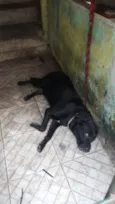 Apolo 